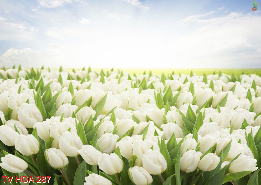 Tranh về hoa 287