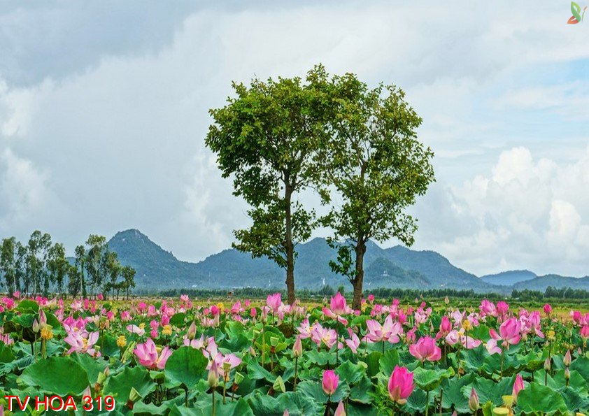 Tranh về hoa 319