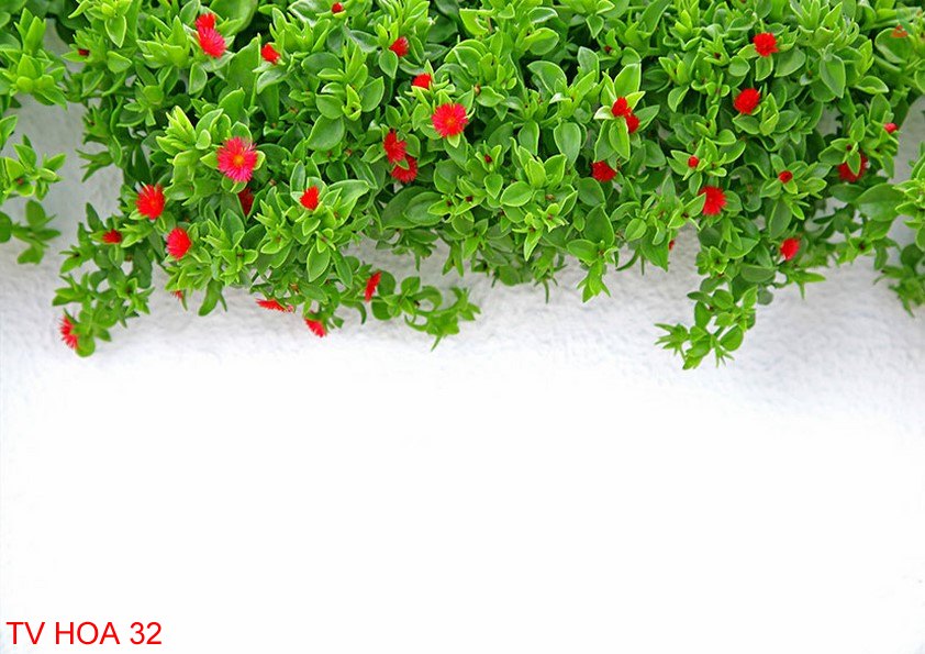 Tranh về hoa 32