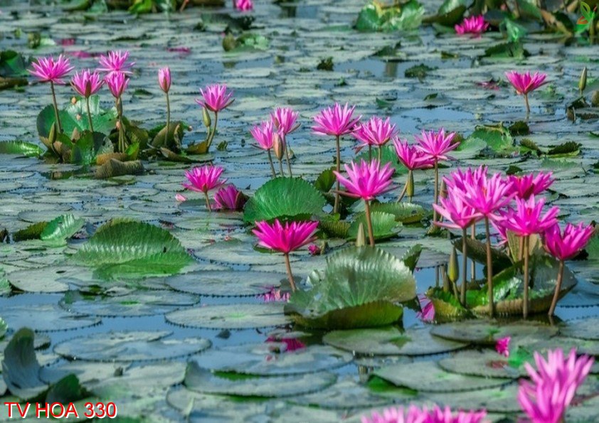 Tranh về hoa 330