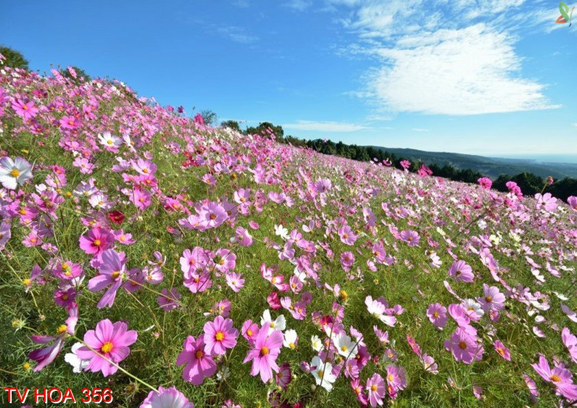 Tranh về hoa 356