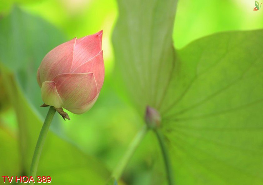 Tranh về hoa 389