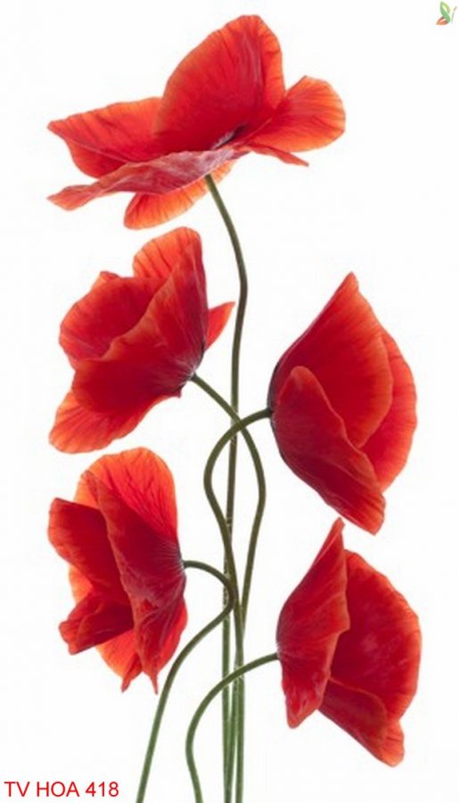 Tranh về hoa 418