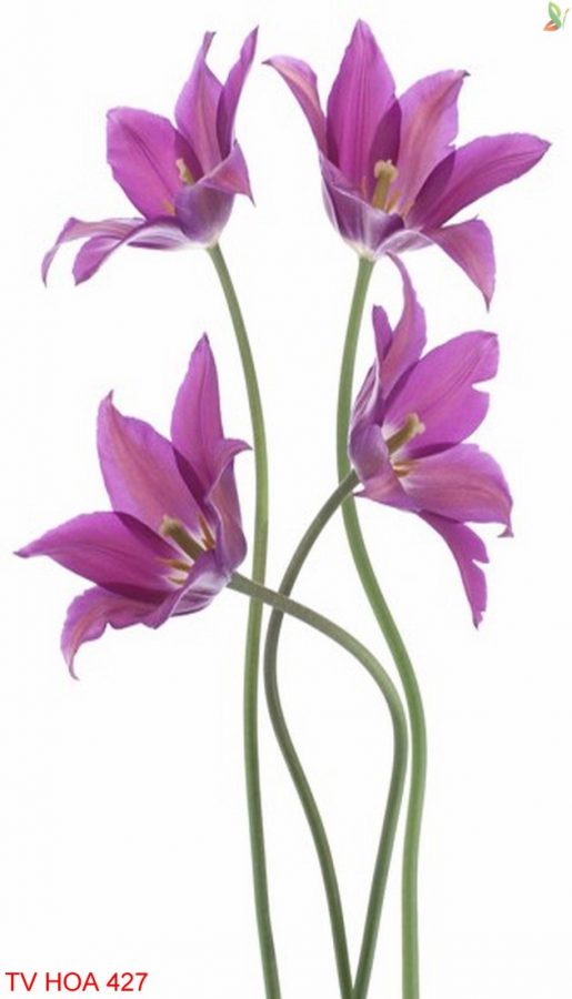 Tranh về hoa 427