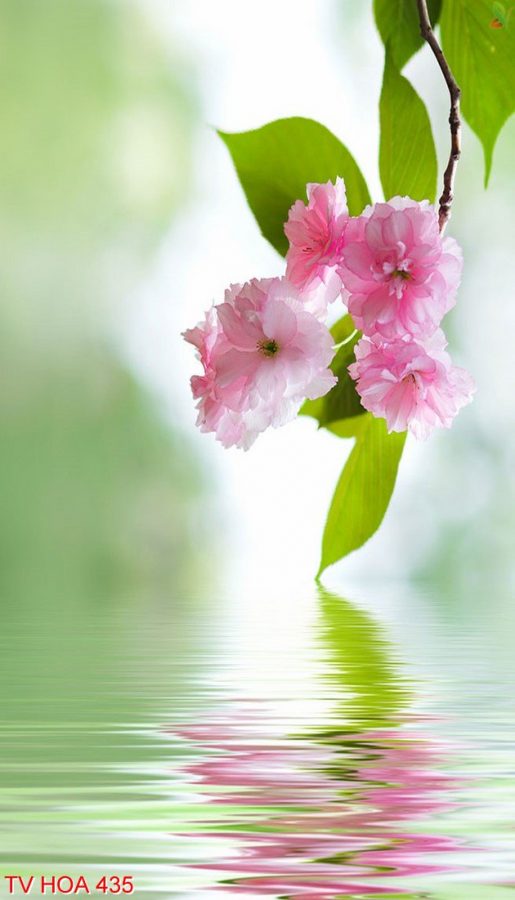 Tranh về hoa 435