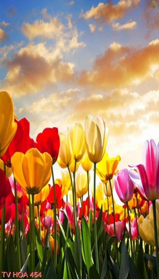Tranh về hoa 454