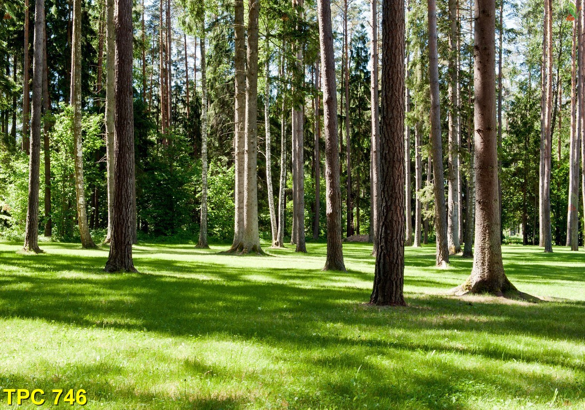 Tranh về hoa TV Hoa 746