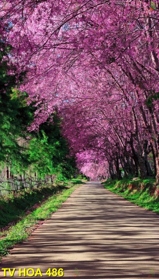 Tranh về hoa TV Hoa 486