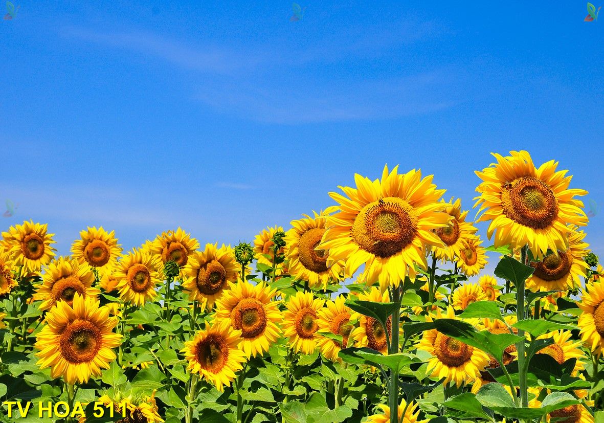 Tranh về hoa TV Hoa 511